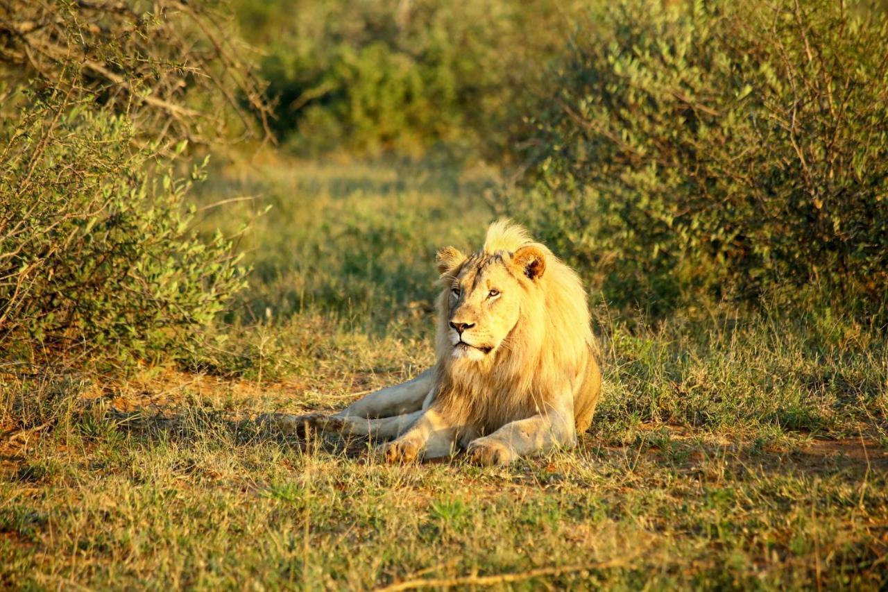 Madikwe Hills Private Game Lodge 马迪克韦狩猎保护区 外观 照片