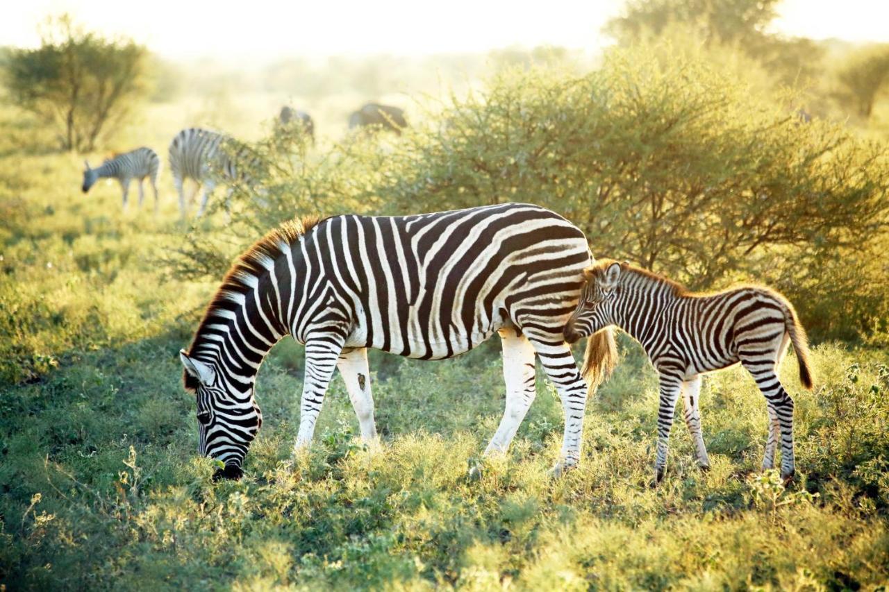 Madikwe Hills Private Game Lodge 马迪克韦狩猎保护区 外观 照片