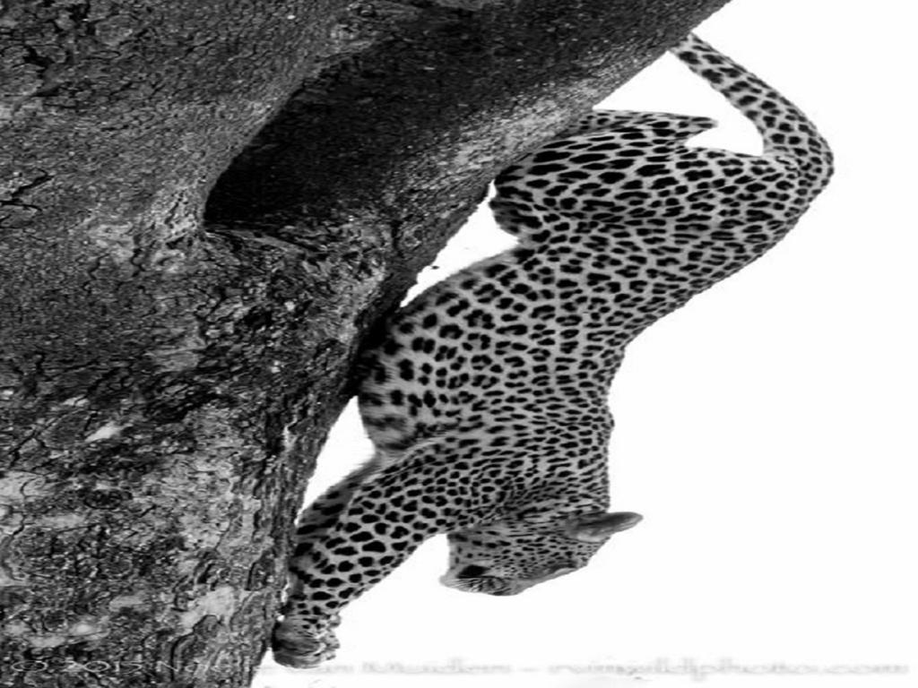Madikwe Hills Private Game Lodge 马迪克韦狩猎保护区 外观 照片
